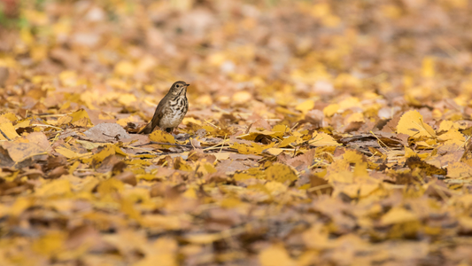 The Two-Steppers: A Fall Backyard Dance You Don’t Want to Miss