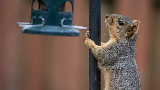 How to Keep Squirrels Off Bird Feeders