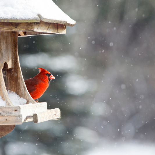 How to Set Up a Winter Bird Feeder Garden