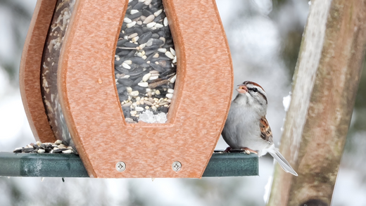Birdwatching Trends for the New Year