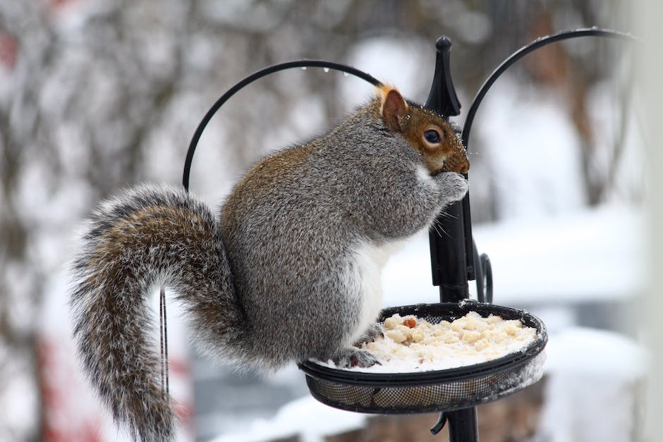 How to Keep Squirrels Off Bird Feeders – Happy Birdwatcher
