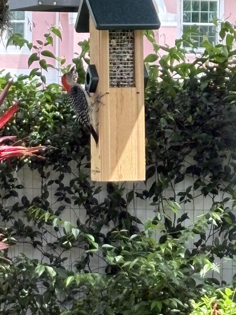 Woodpecker Screen Feeder w/Recycled Green Roof