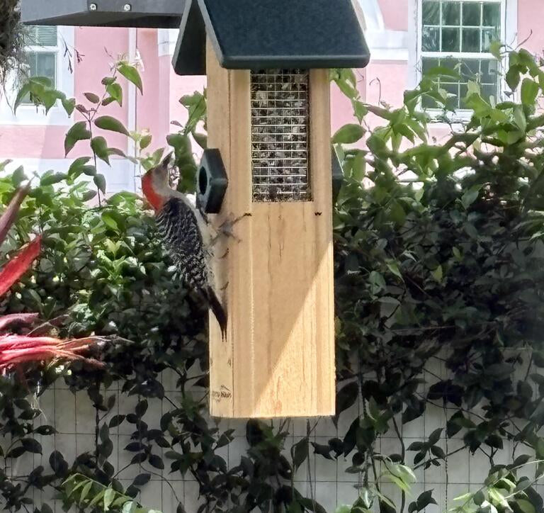 Woodpecker on a bird feeder with a garden background