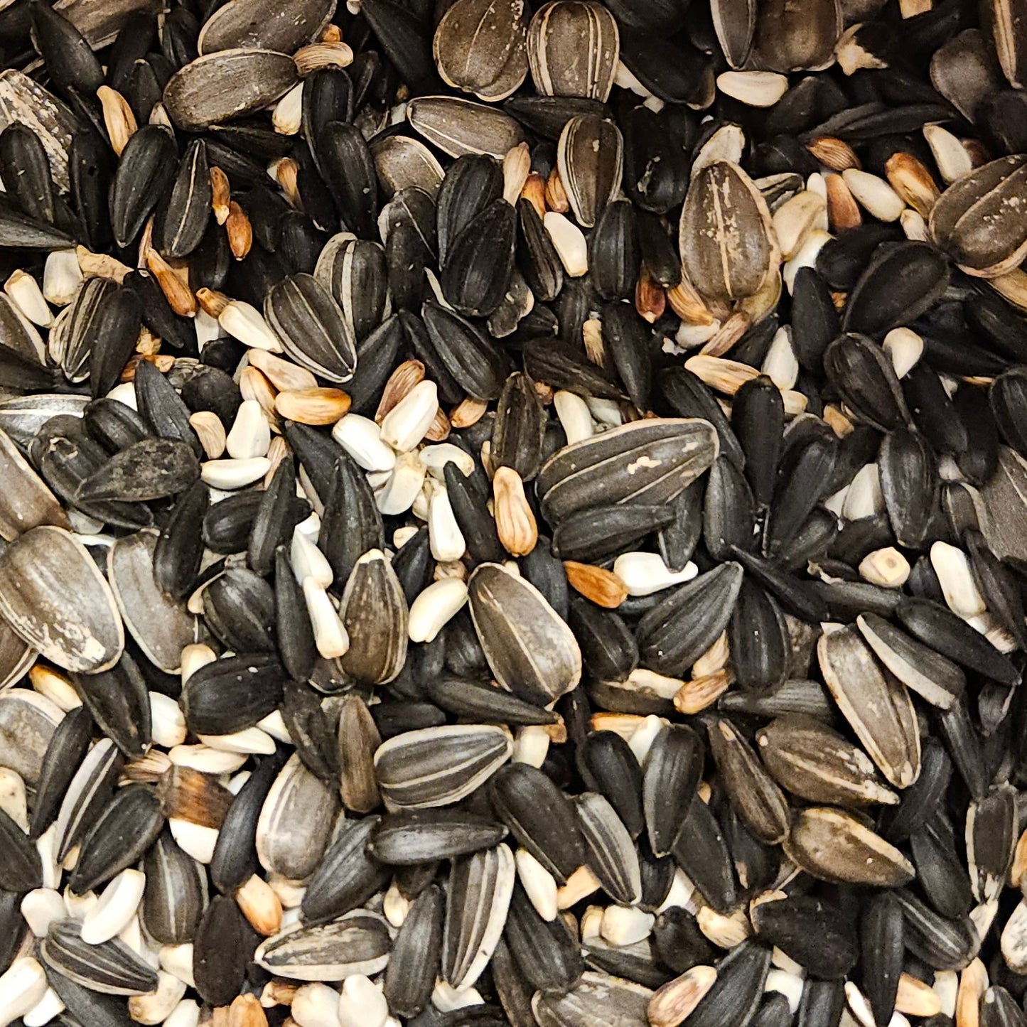 Close-up of a mix of sunflower seeds in various colors.