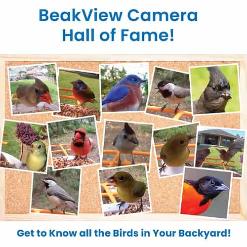 NEW BeakView Bird Feeder Camera