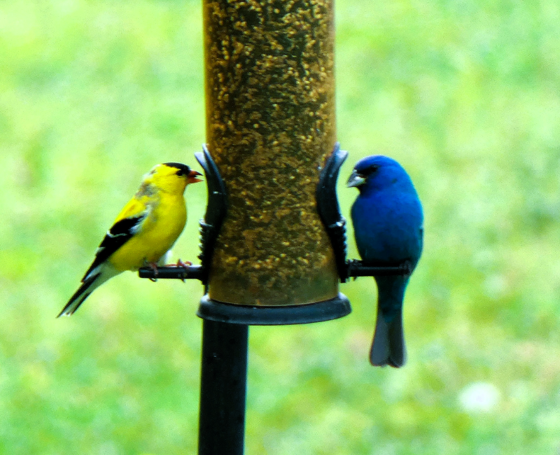 Two birds, one yellow goldfinch and one blue indigo bunting, perched on a tube bird feeder against a green grassy background.