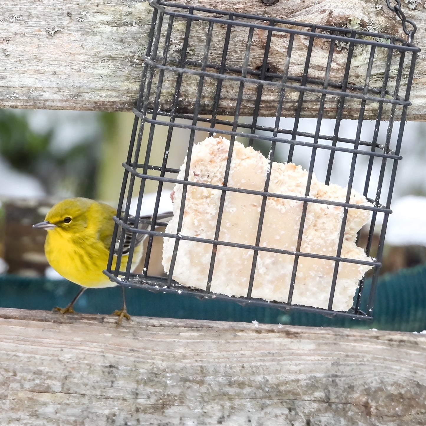 Suet Cakes - 1.5 lb box of two peanut crunch cakes