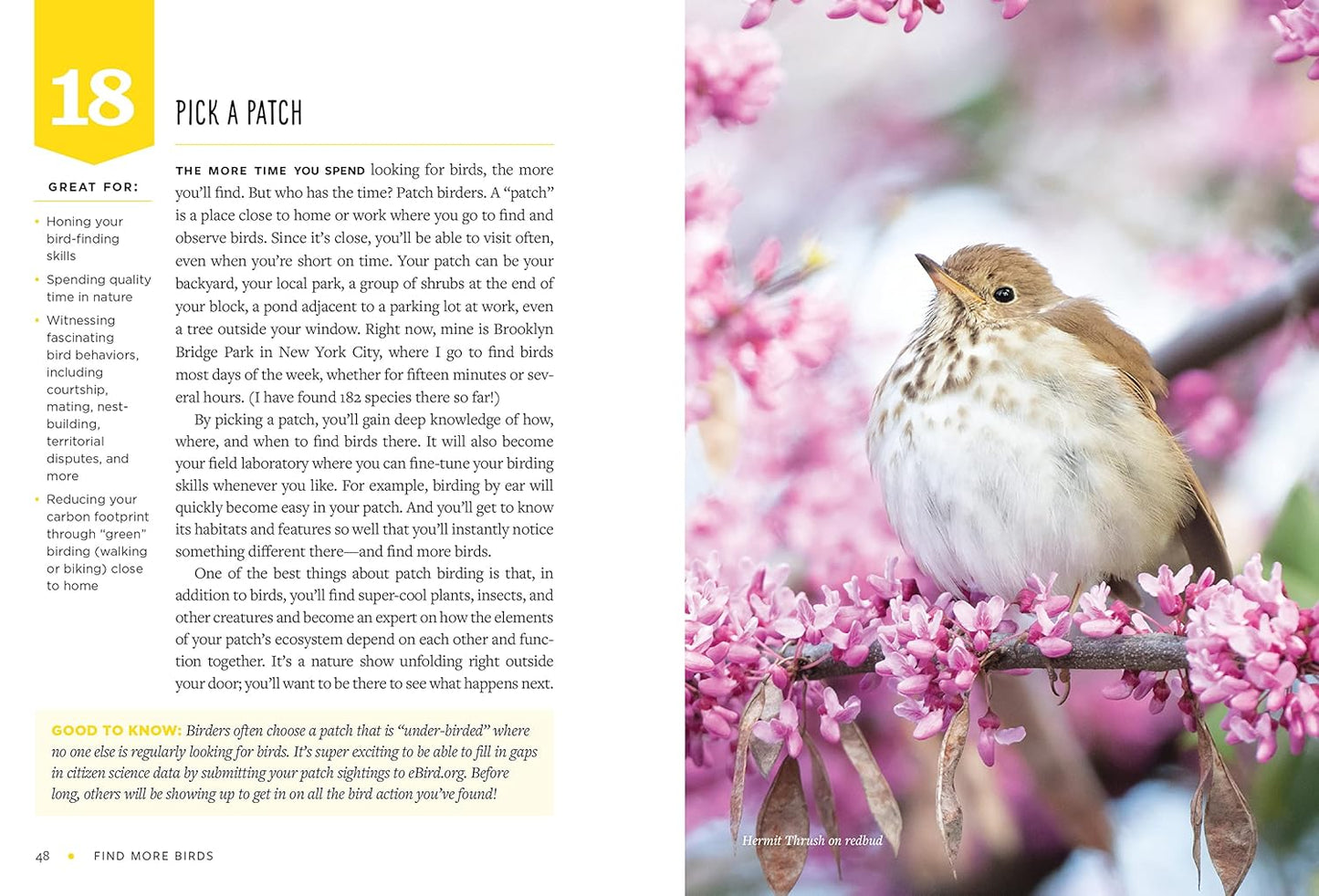 Find More Birds: 111 Surprising Ways To Spot Birds Wherever You Are