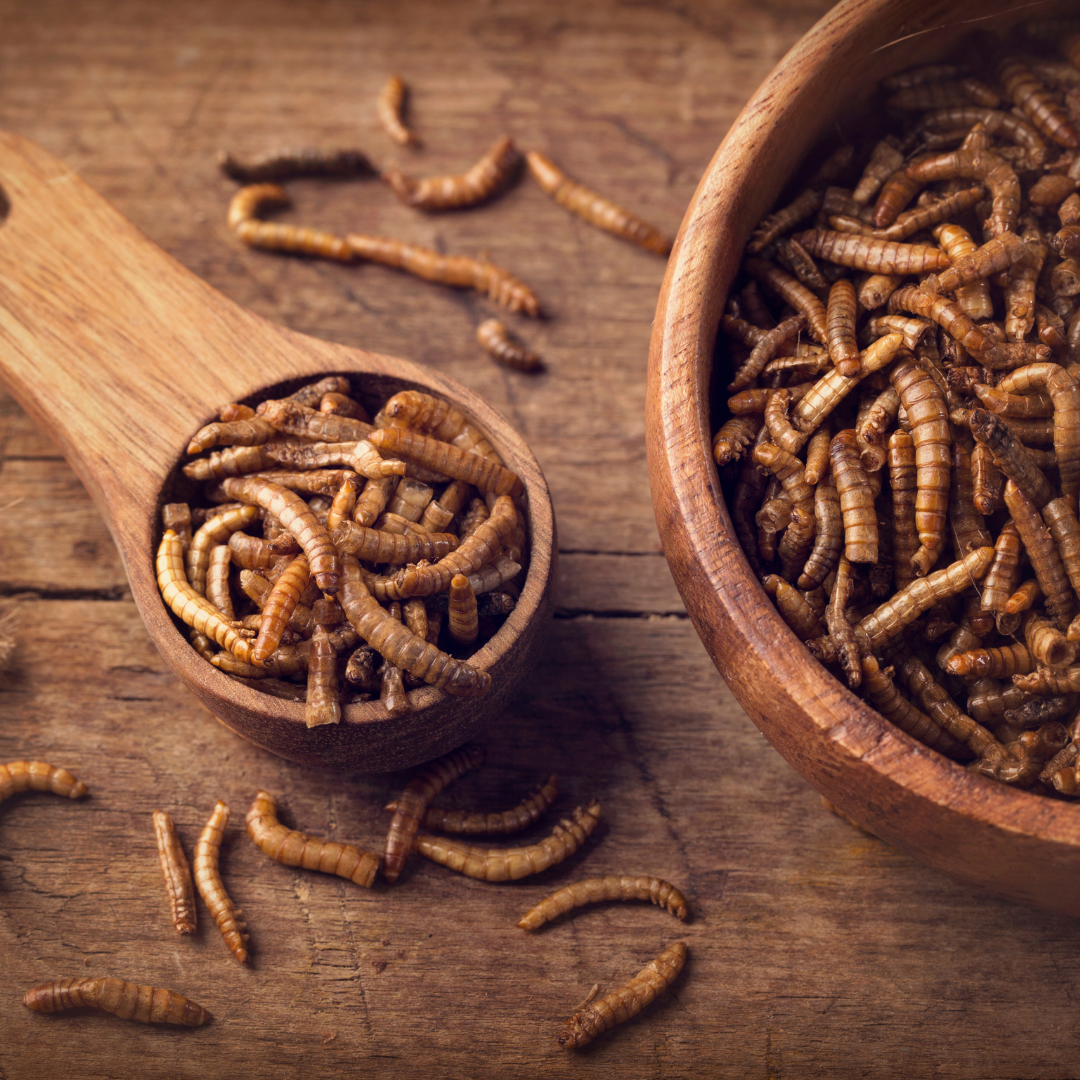 Dried Mealworms - one pound bag