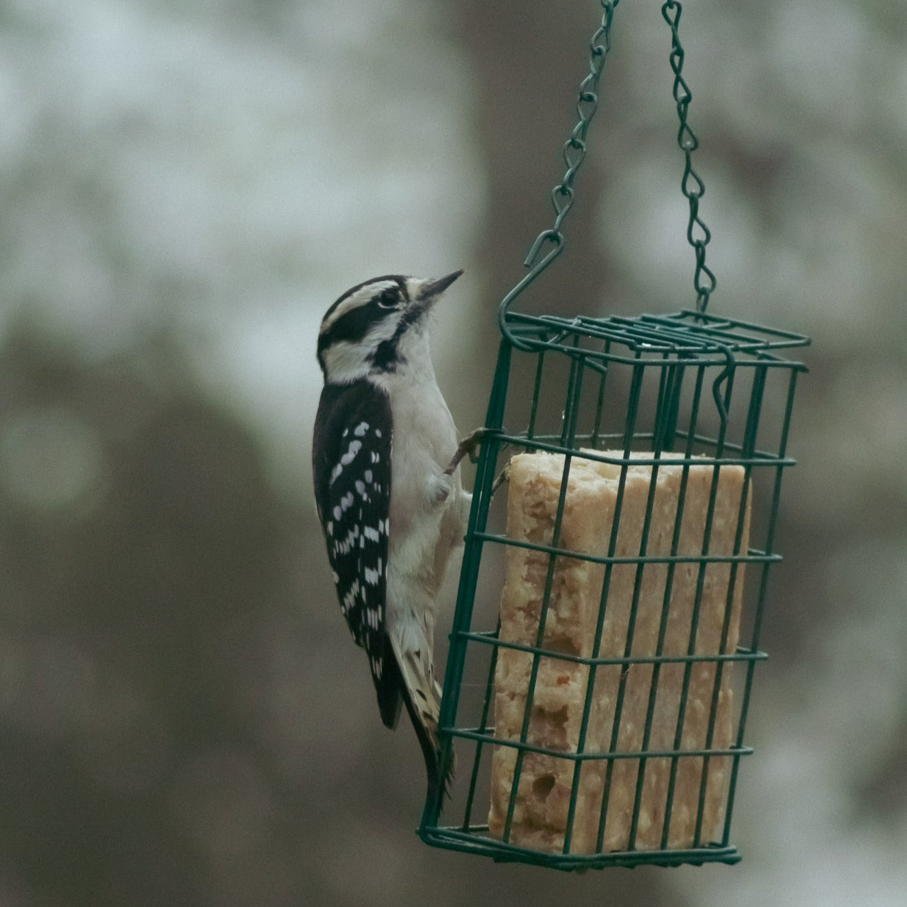 Suet cage