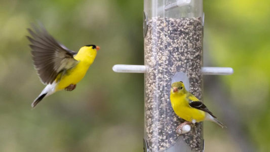 A Backyard Guide to Goldfinches