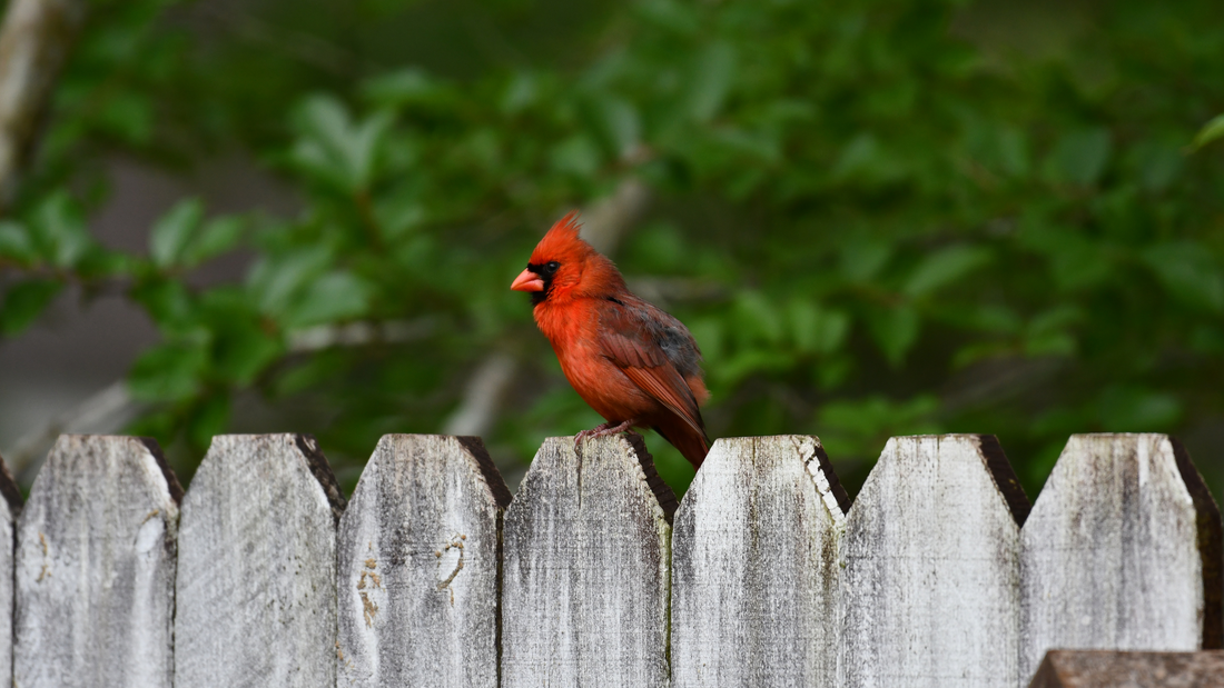 How to Make Cardinals Feel at Home