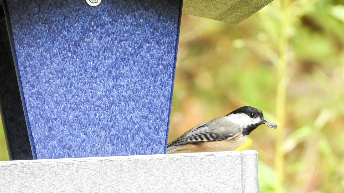 Favorite Fall Feeders: Setting Up for the Season