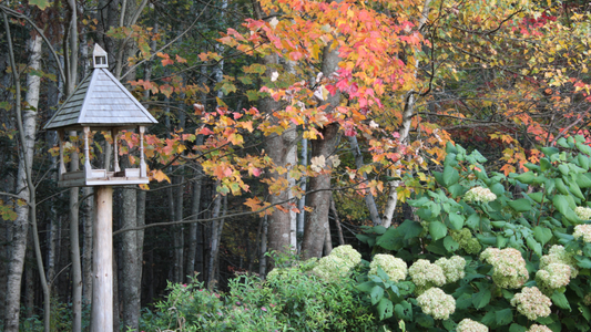 🍂 Where Are the Birds This Fall? Fix It Fast