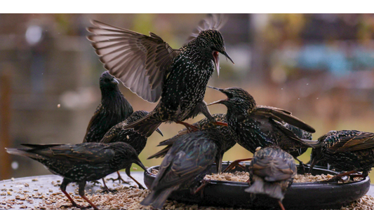 Starlings at Your Feeder? Here’s What to Do