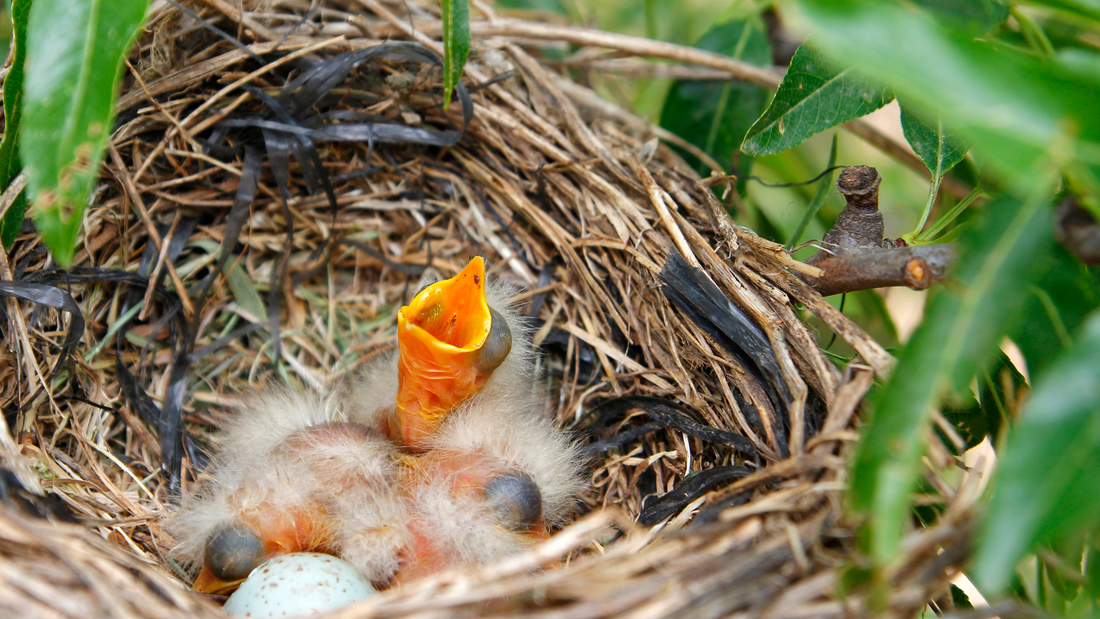 Nesting Season: How to Help Backyard Birds