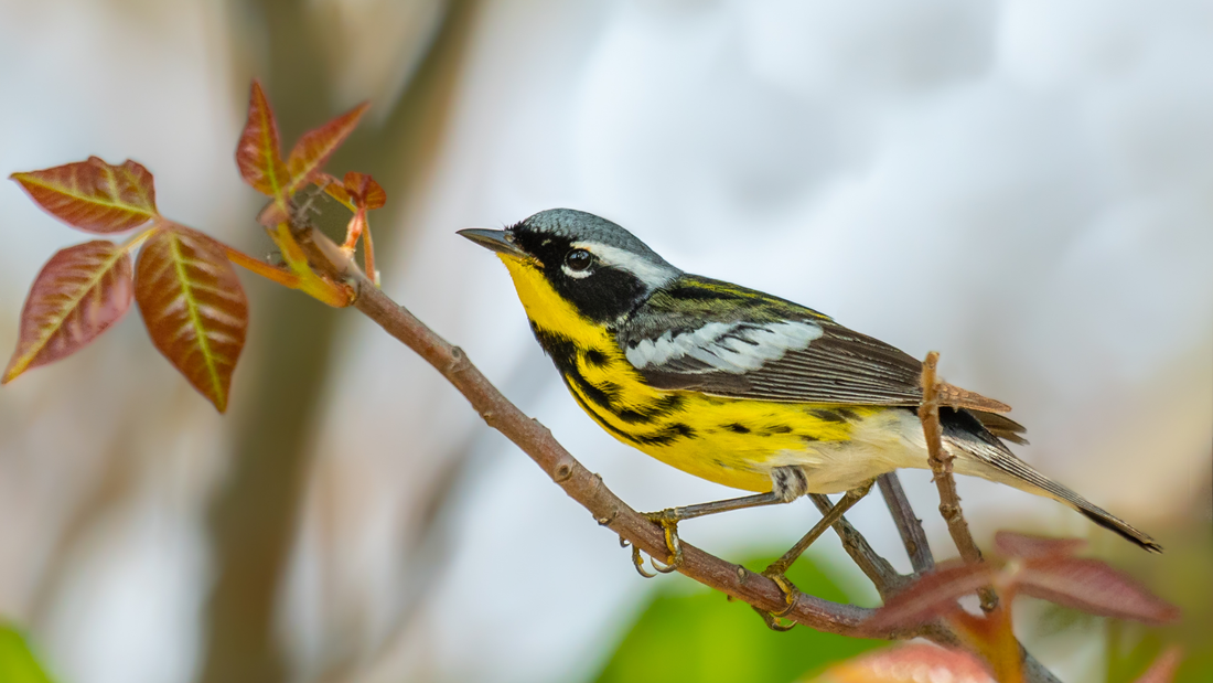 Why I Only Drink Bird-Friendly® Coffee