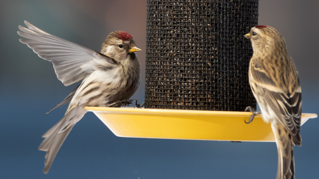 Winter Finches Are Coming