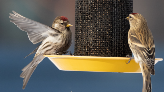 Winter Finches Are Coming
