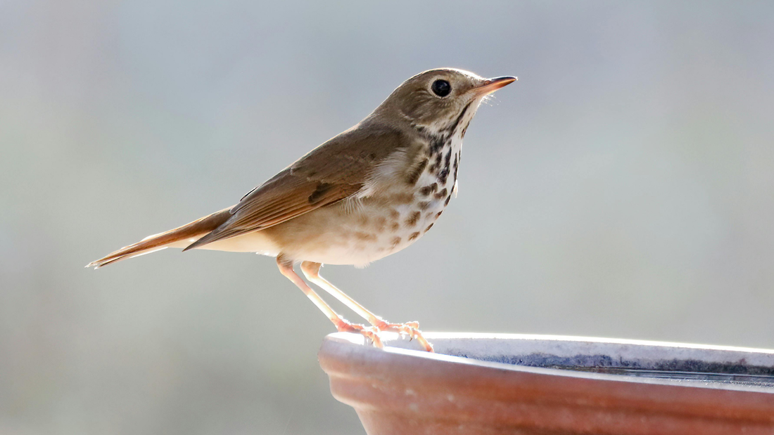 What a Hermit Thrush Taught Me About Winter Feeding