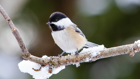 A 5-Minute Backyard Ritual for February