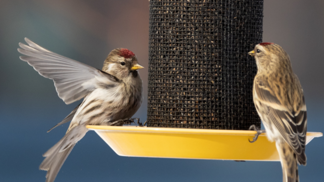 Why Finches Show Up in Some Yards (and Not Others) in Winter