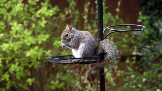 Best Bird Seed to Stop Squirrels: What Actually Works