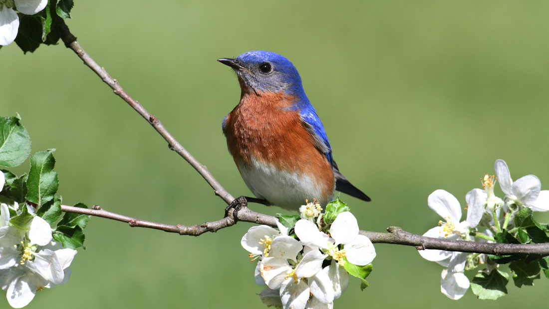 How to Attract Bluebirds: Nest Boxes, Mealworms, and Simple Setup