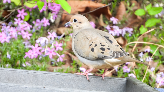 Why Doves Take Over Your Bird Feeder (And How to Gently Take It Back)