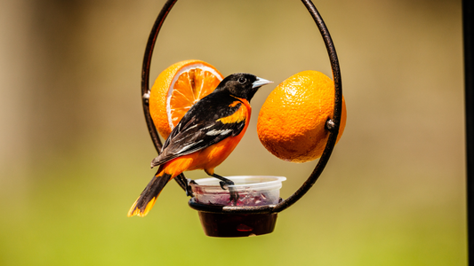 How to Attract Orioles to Your Backyard with Jelly and Oranges