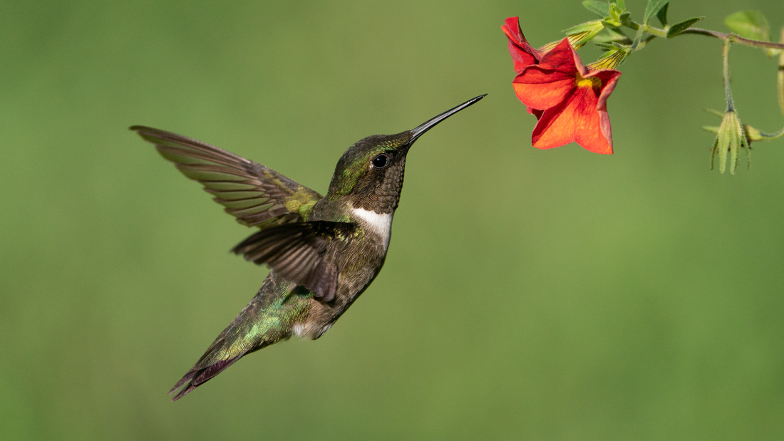 How to Bring Hummingbirds to Your Yard
