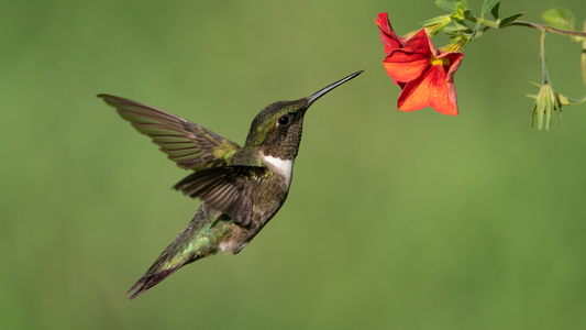 How to Bring Hummingbirds to Your Yard