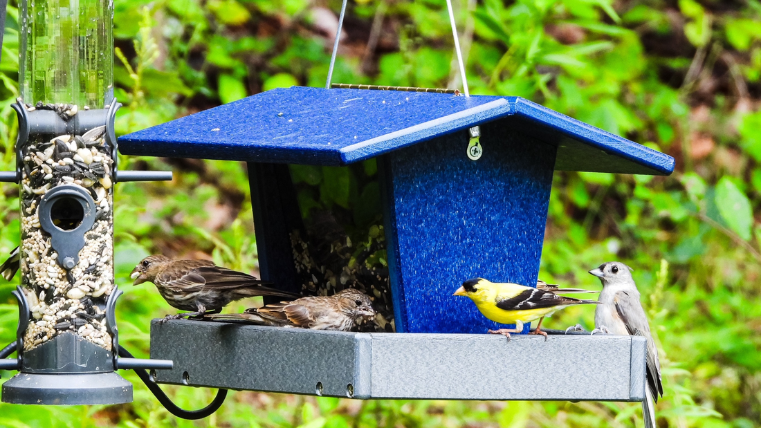 Attract the Birds You Want & Fix Feeder Problems