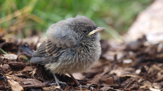 What to Do If You Find a Baby Bird in Your Yard