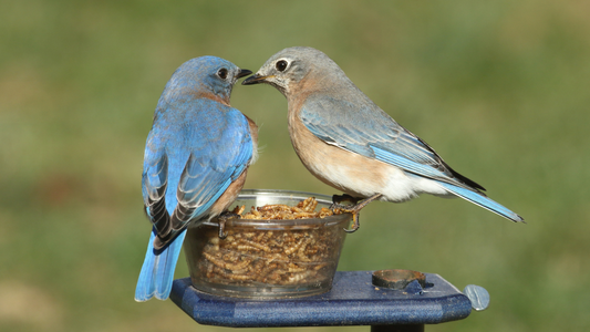 Why Birds Love Mealworms in Summer
