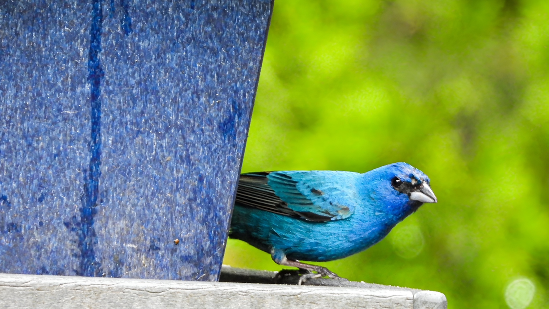 How to Attract Indigo Buntings to Your Backyard