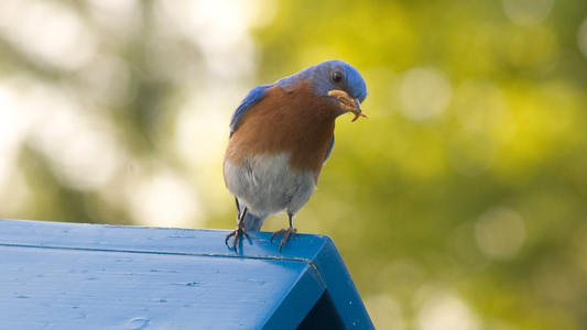 Do Birds Prefer Dried or Live Mealworms? What Our Customers Report