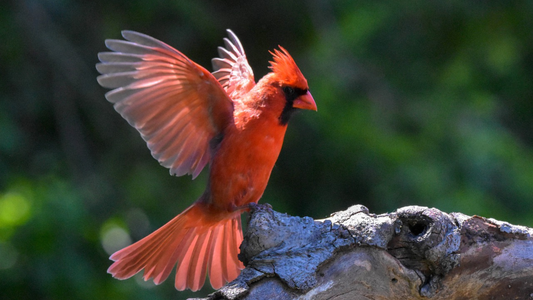 What Birds Do People Most Want to See at Their Feeders?