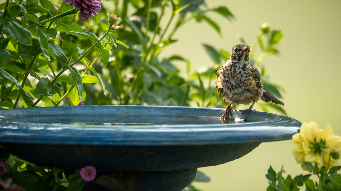 10 Simple Ways to Enjoy Your Backyard This Summer (With Birds)