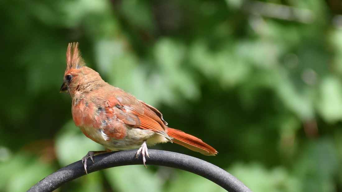 Why Does My Cardinal Look So Ugly? (Don't Worry, It's Probably Molting)