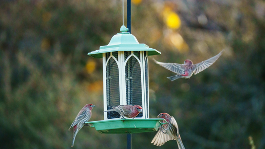When Is the Best Time of Day to Feed Birds?