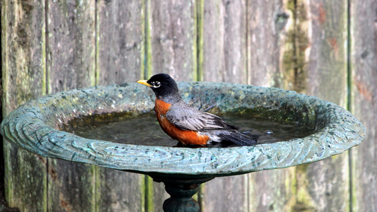 Bird Bath Tips for a Happier, Healthier Backyard