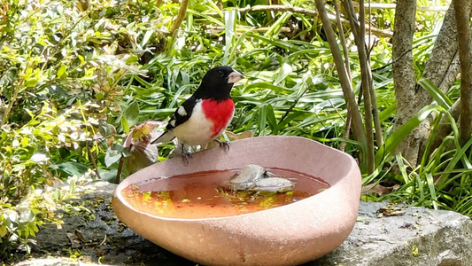 Late-Summer Bird Feeding: 4 Things to Watch For