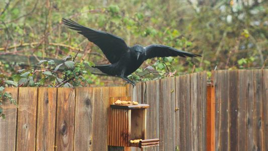 Best Birdseed for Crows, Ravens, Jays...