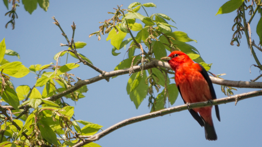 Fall Migration Is Picking Up: 5 Ways to See More Birds in Your Backyard