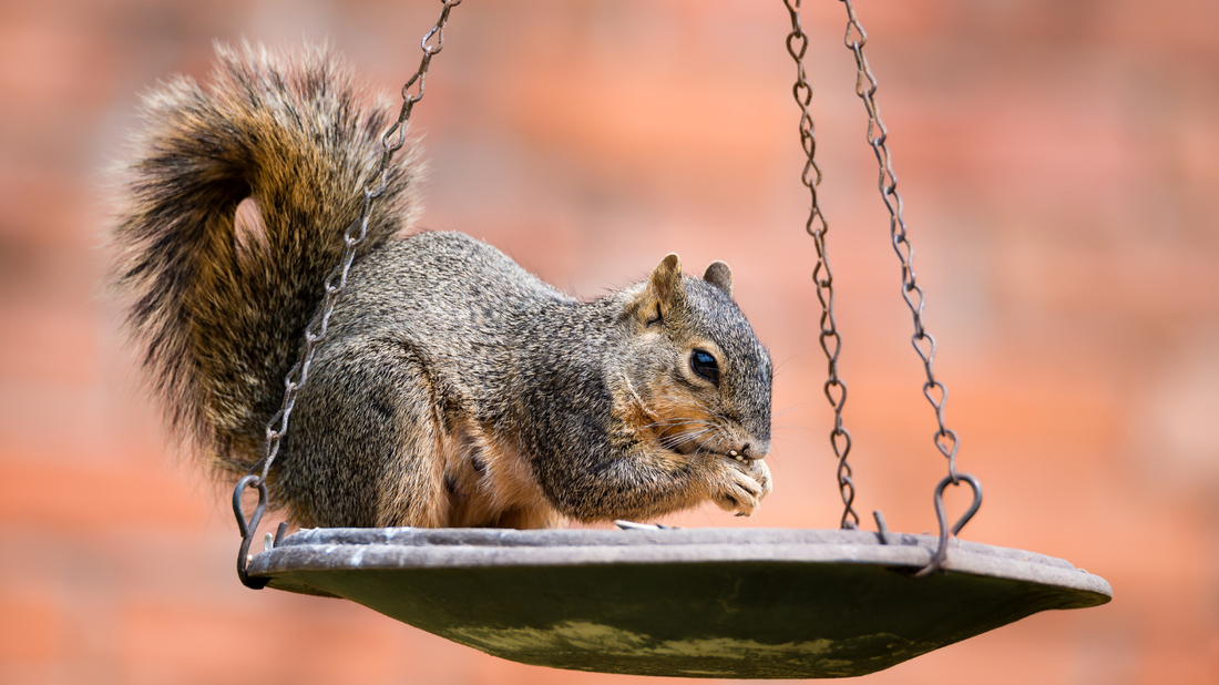 Best Bird Seed to Stop Squirrels: What Actually Works