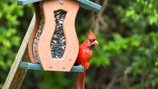 Best Gifts for Bird Lovers Who Have Everything
