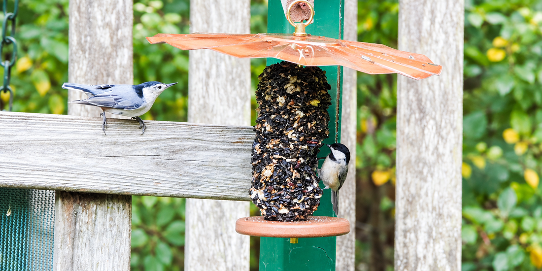Bird Seed Cylinders vs. Loose Birdseed: Which Is Better?
