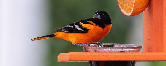 Gina’s Backyard Bird Restaurant