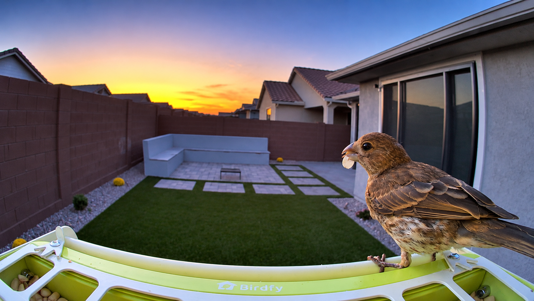 Jennifer’s Backyard Desert Oasis